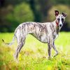 Aesthetic Whippet Dog diamond painting