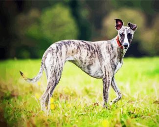 Aesthetic Whippet Dog diamond painting