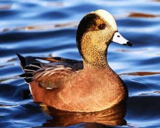 Aesthetic Wigeon Bird diamond painting