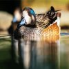 Aesthetic Wigeon diamond painting