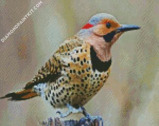 Aesthetic Woodpecker Bird diamond painting