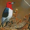 Aesthetic Woodpecker diamond painting