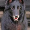 Aesthetic Black Belgian Tervuren diamond painting