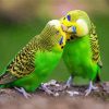 Aesthetic Budgerigars diamond painting