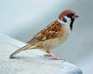 Aesthetic Sparrow Bird diamond painting