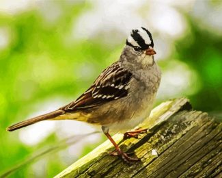 Aesthetic Sparrow Bird Animal Chilling diamond painting