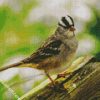 Aesthetic Sparrow Bird Animal Chilling diamond painting