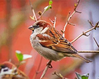 Aesthetic Sparrow Bird Animal diamond painting