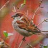 Aesthetic Sparrow Bird Animal diamond painting