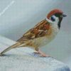 Aesthetic Sparrow Bird diamond painting