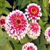 Aesthetic Zinnias diamond painting