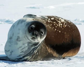 Antarctica Seal diamond painting