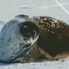 Antarctica Seal diamond painting