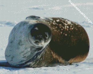 Antarctica Seal diamond painting