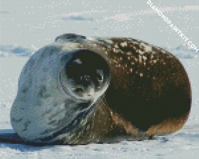 Antarctica Seal diamond painting