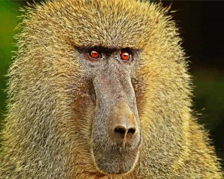 Baboon Monkey Animal diamond painting