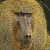 Baboon Monkey Animal diamond painting