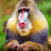 Baboon Monkey diamond painting