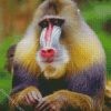 Baboon Monkey diamond painting