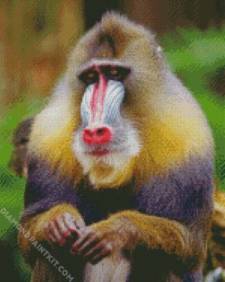 Baboon Monkey diamond painting