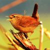 Baby Wren diamond painting