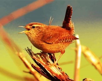 Baby Wren diamond painting