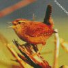 Baby Wren diamond painting