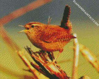 Baby Wren diamond painting