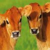 Baby Calves diamond painting