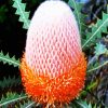 Banksia Flower diamond painting