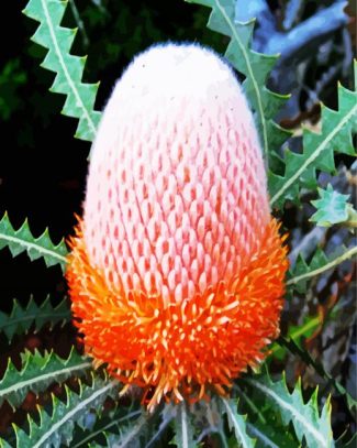 Banksia Flower diamond painting