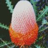 Banksia Flower diamond painting