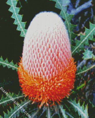 Banksia Flower diamond painting