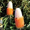 Banksia Flowers diamond painting