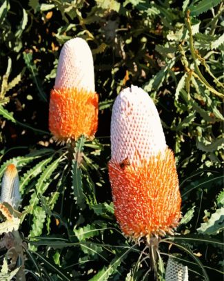 Banksia Flowers diamond painting