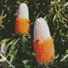 Banksia Flowers diamond painting