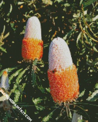 Banksia Flowers diamond painting