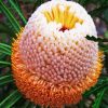 Banksia diamond painting