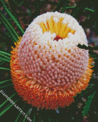 Banksia diamond painting