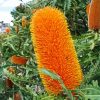 Banksias Flowers diamond painting