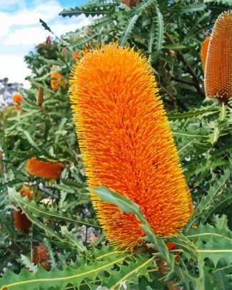 Banksias Flowers diamond painting