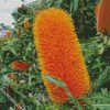 Banksias Flowers diamond painting