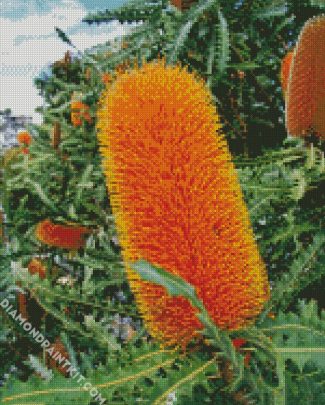 Banksias Flowers diamond painting