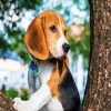 Beagle Dog Pet diamond painting