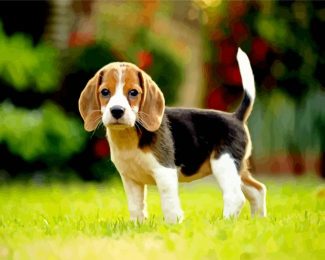 Beagle Dog Puppy diamond painting