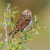 Beautiful Sparrow Bird diamond painting