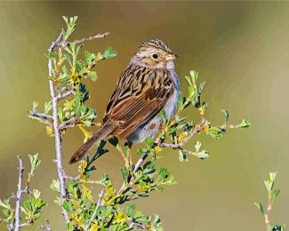 Beautiful Sparrow Bird diamond painting