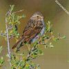 Beautiful Sparrow Bird diamond painting