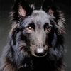 Black Belgian Tervuren diamond painting