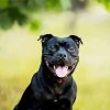 Black Staffordshire Bull Terrier diamond painting